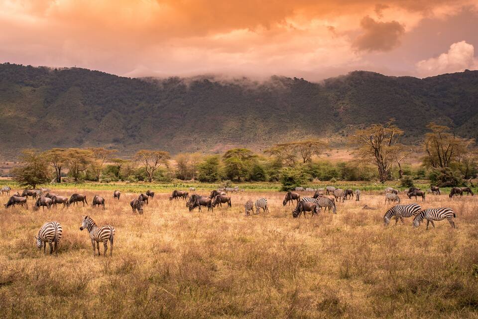 Een savanne landschap met zebra's en gnoes die grazen, omringd door bomen en heuvels.
