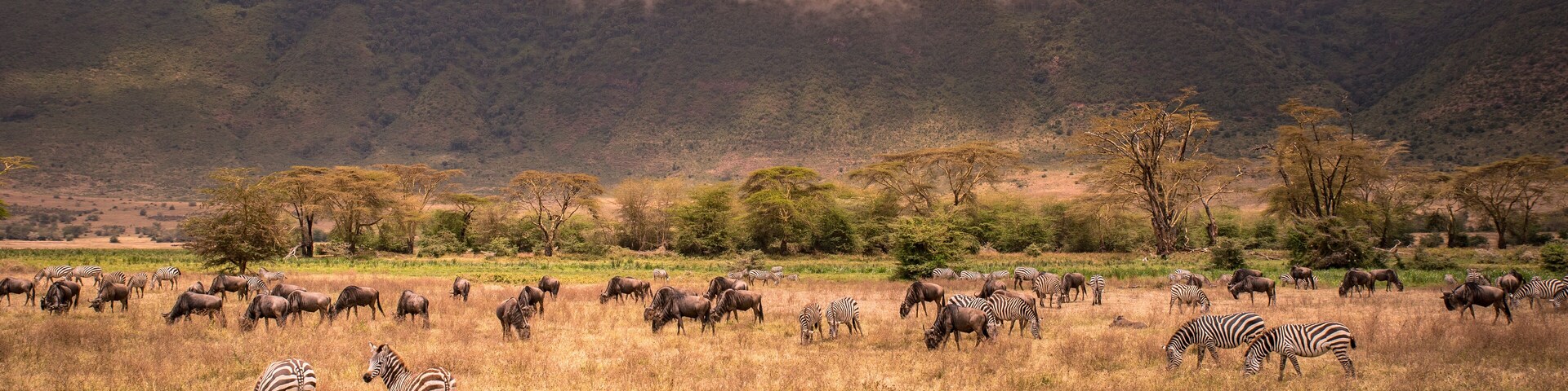 Landscape of Ngorongoro crater - Herd of wild animals grazing on grassland - herd of zebra and wildebeests (also known as gnus) at sunset - Ngorongoro Conservation Area, Tanzania, Africa