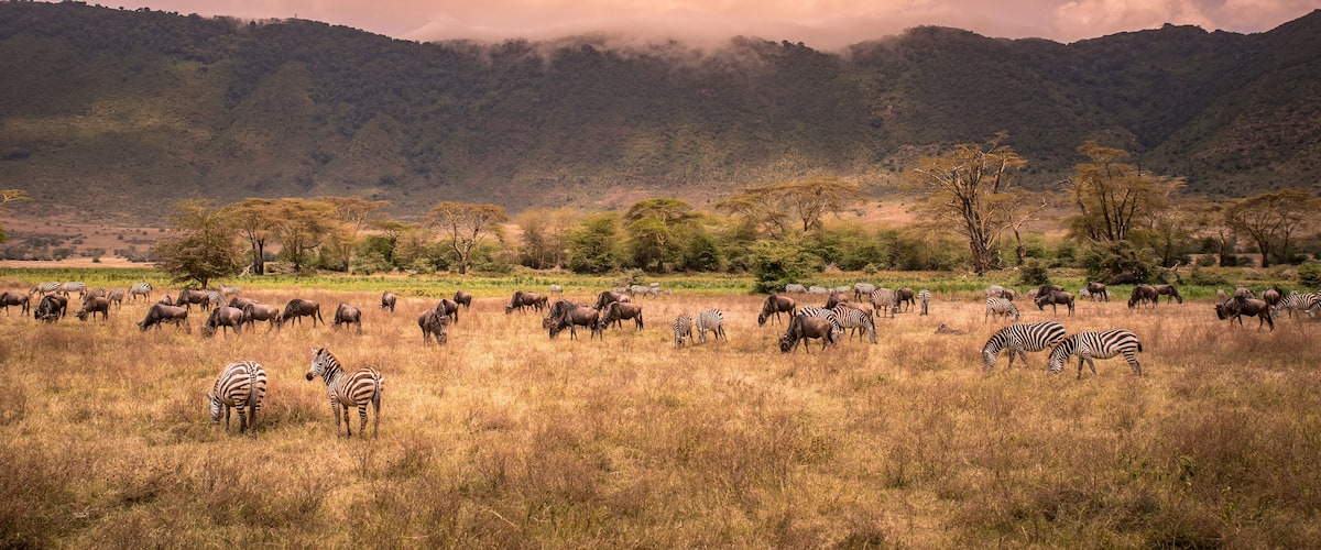 A savannah landscape with zebras and wildebeests grazing, surrounded by trees and hills.