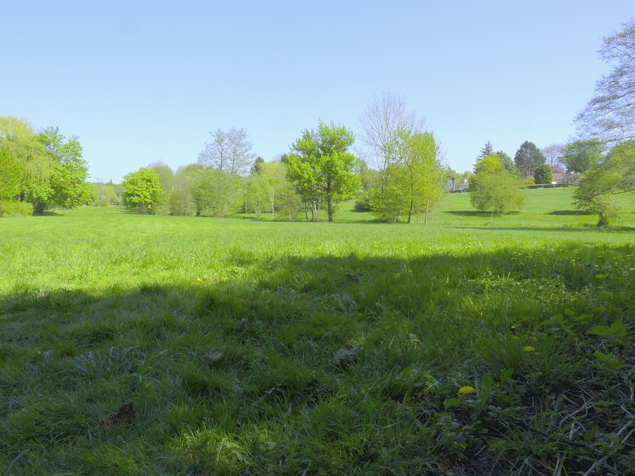 A grassy field with scattered trees and a clear blue sky.