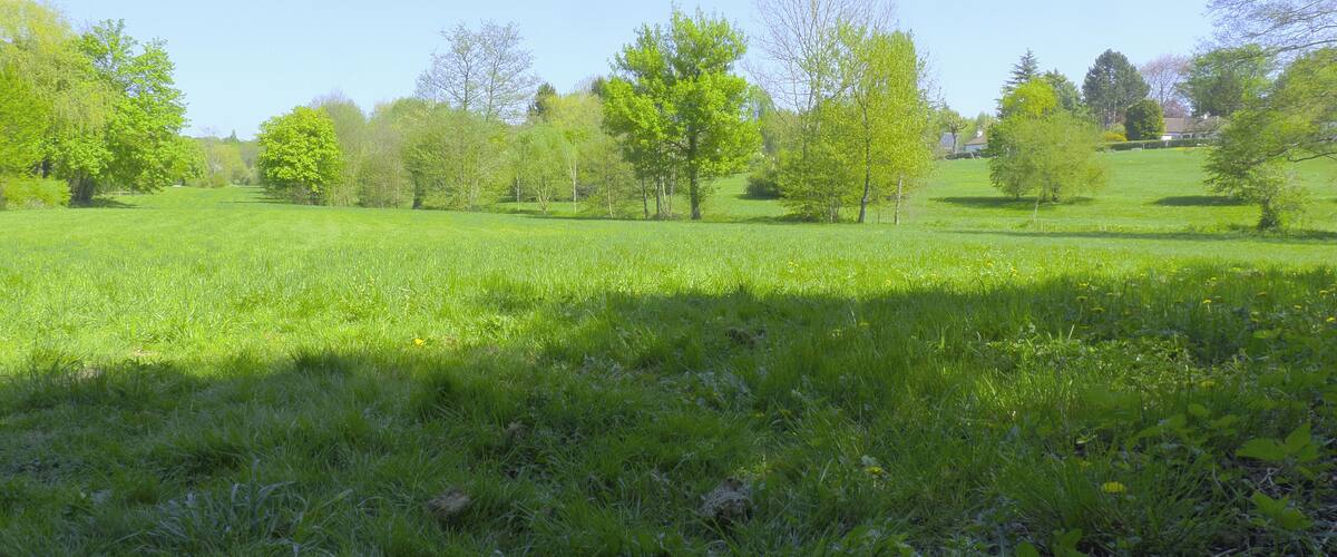 A grassy field with scattered trees and a clear blue sky.