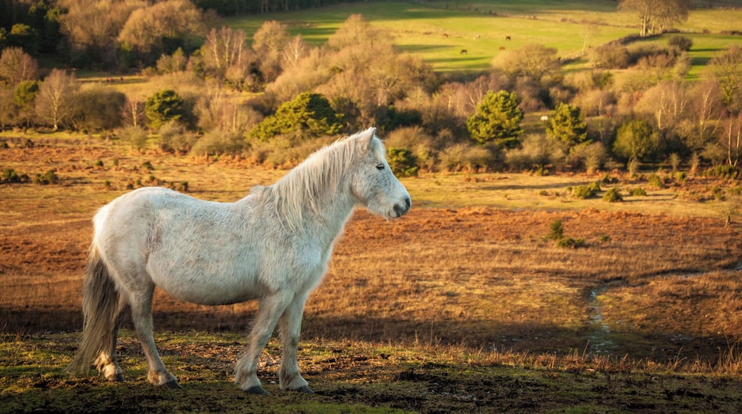 Wild White Mare in field, New Forest, England