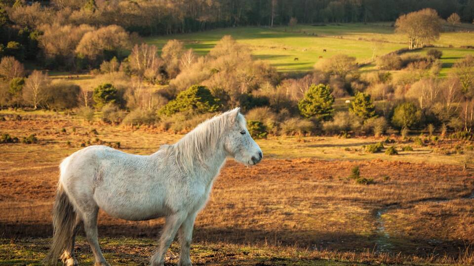 Wild White Mare in field, New Forest, England