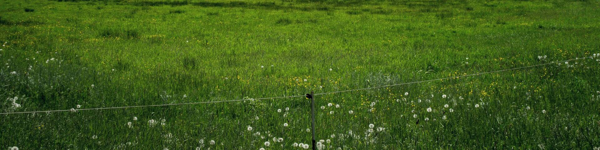 Wiesenlandschaft unweit des Königroder Hofes im Fiener Bruch im Landkreis Jerichower Land; EU-Vogelschutzgebiet DE-3639-401 Fiener Bruch (Sachsen-Anhalt)