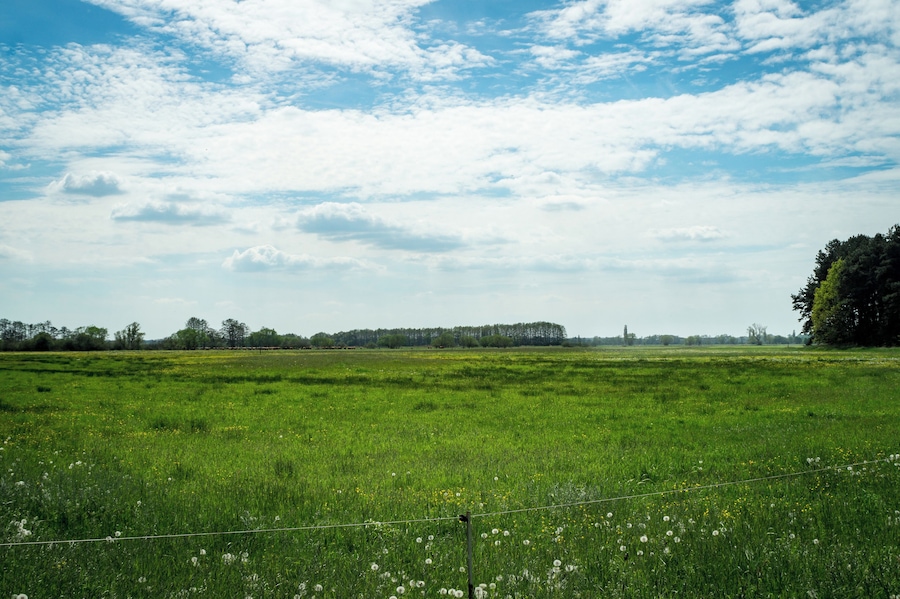 Un champ verdoyant, avec une clôture au premier plan et une rangée d’arbres à l’arrière-plan, sous un ciel partiellement nuageux.