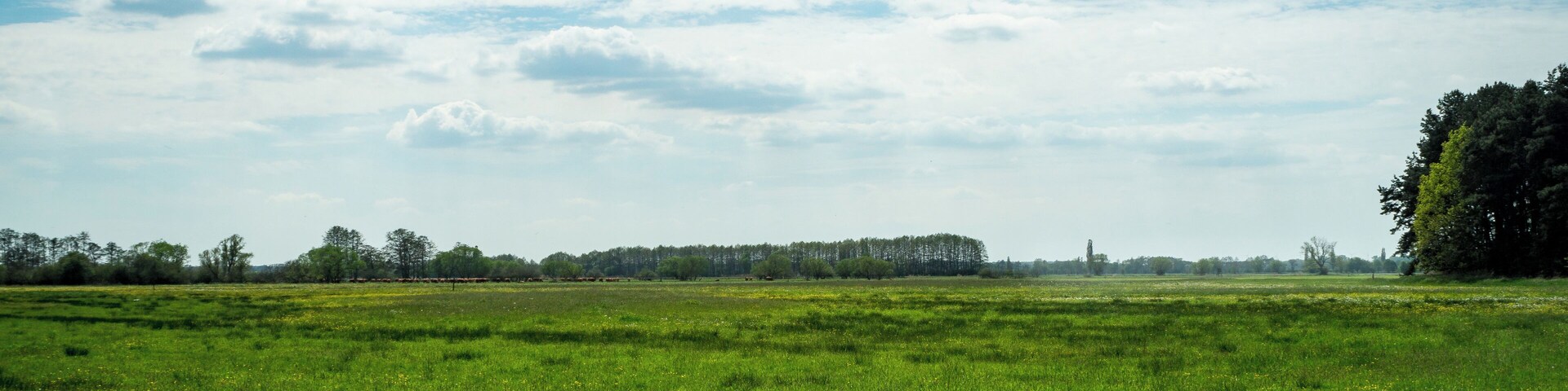 Wiesenlandschaft unweit des Königroder Hofes im Fiener Bruch im Landkreis Jerichower Land; EU-Vogelschutzgebiet DE-3639-401 Fiener Bruch (Sachsen-Anhalt)