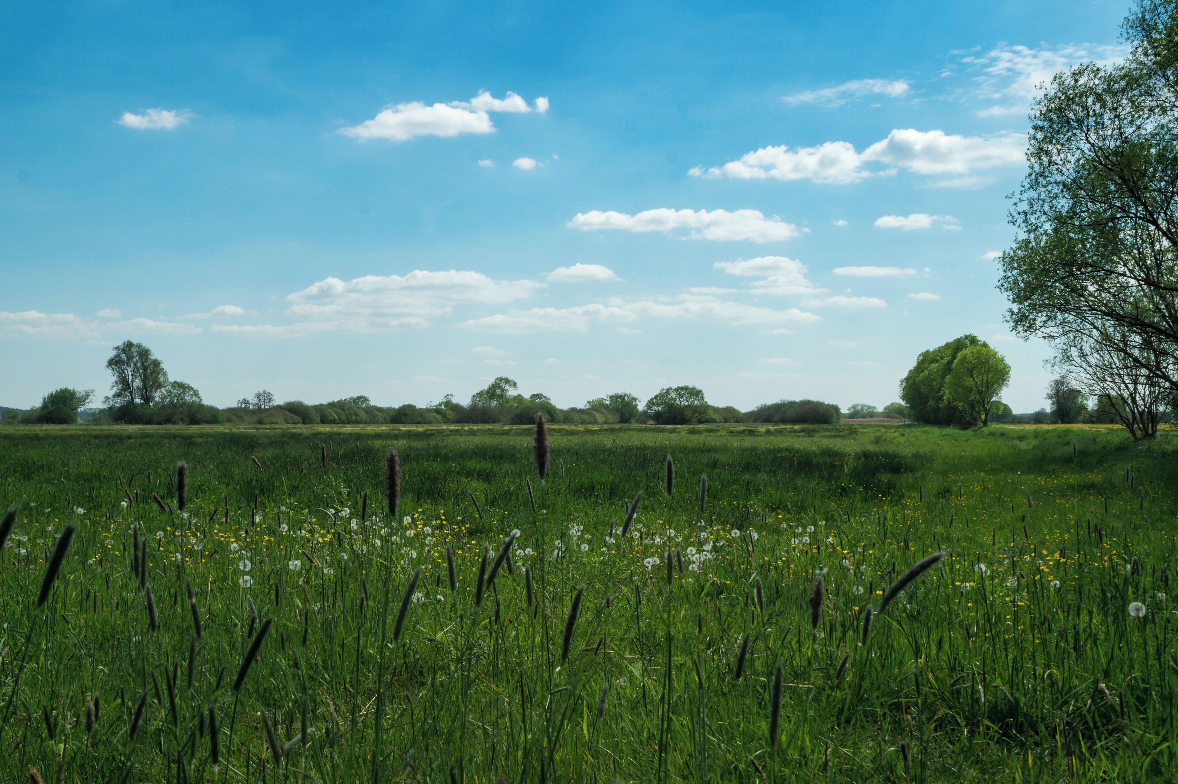 Wiesenlandschaft unweit des Königroder Hofes im Fiener Bruch im Landkreis Jerichower Land; EU-Vogelschutzgebiet DE-3639-401 Fiener Bruch (Sachsen-Anhalt)
