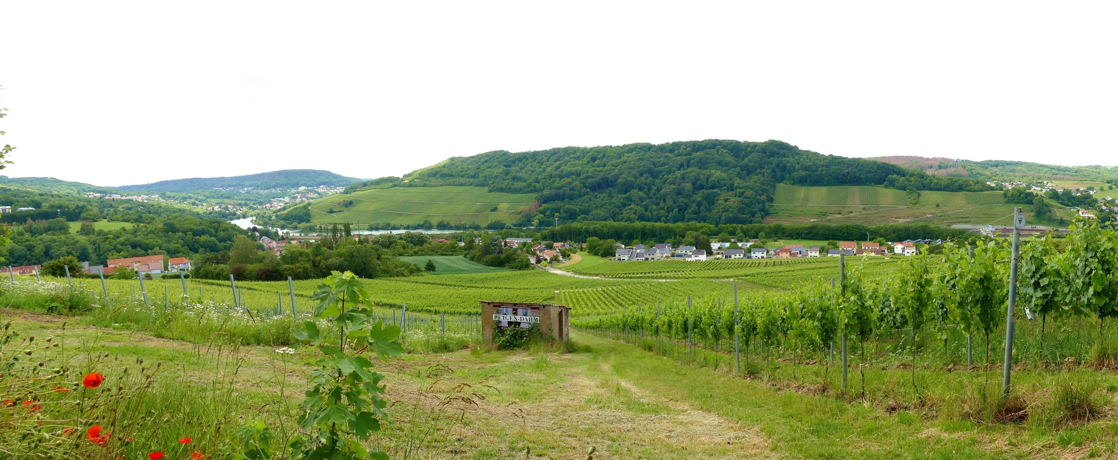 wandern auf dem Panoramaweg bei Perl an der Mosel, Saarland, Deutschland