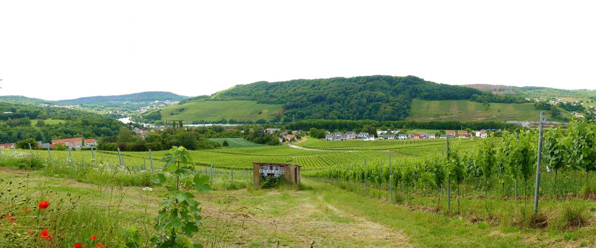 wandern auf dem Panoramaweg bei Perl an der Mosel, Saarland, Deutschland