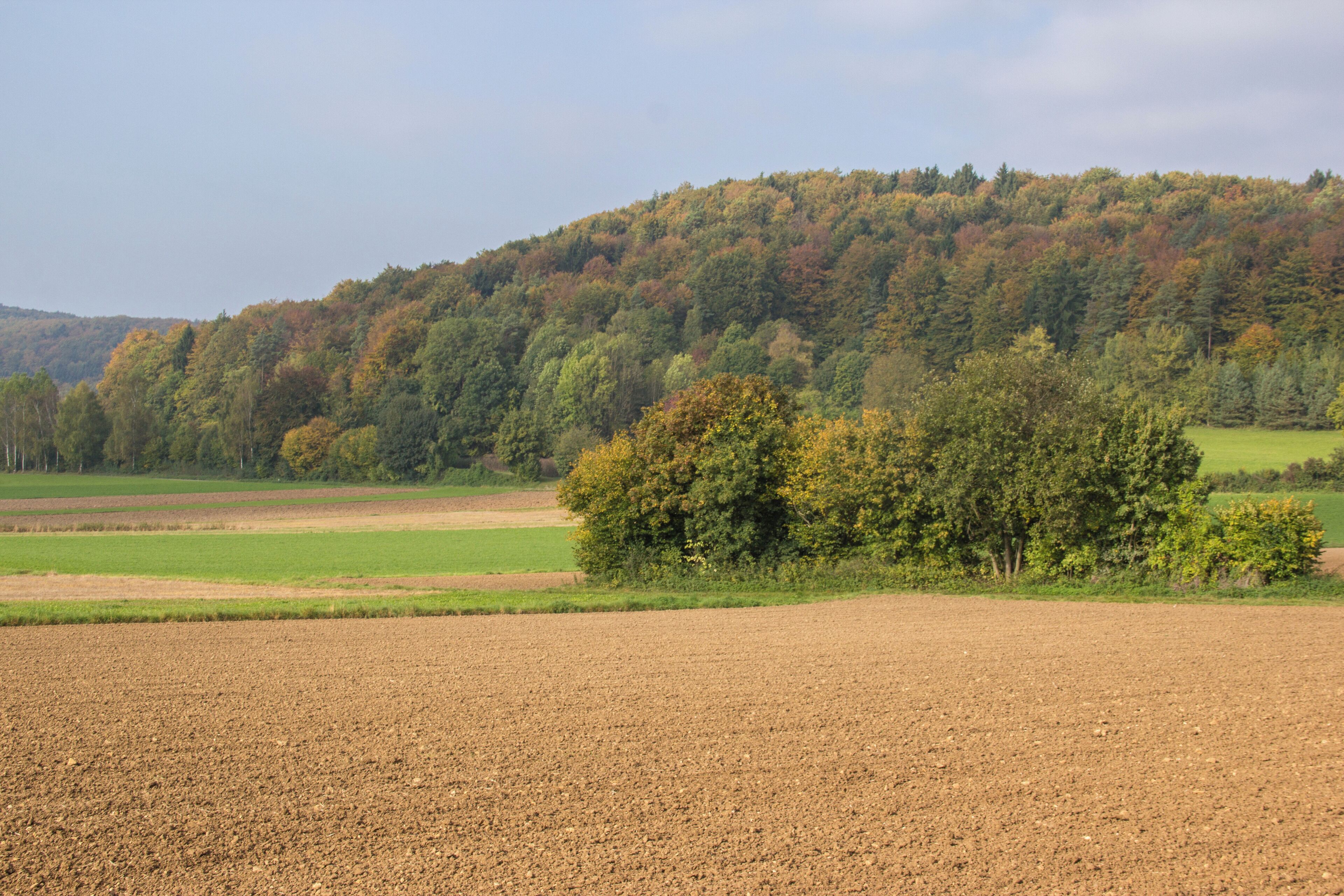 A plowed field, a cluster of trees, and a forested hill.