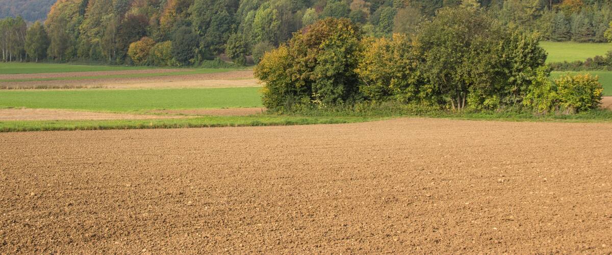 A plowed field, a cluster of trees, and a forested hill.