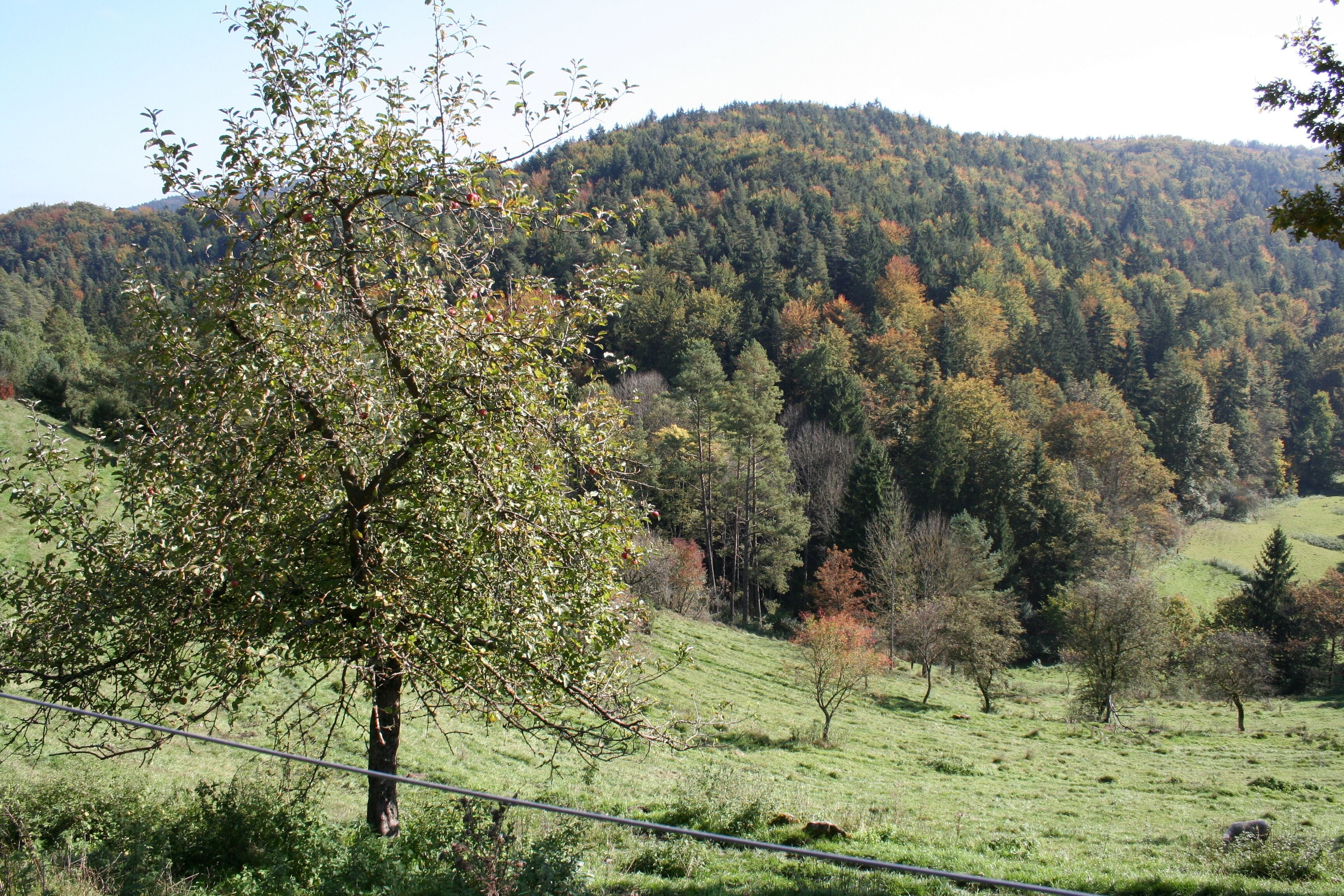 Naturschutzgebiet Schottental bei Heldmannsberg