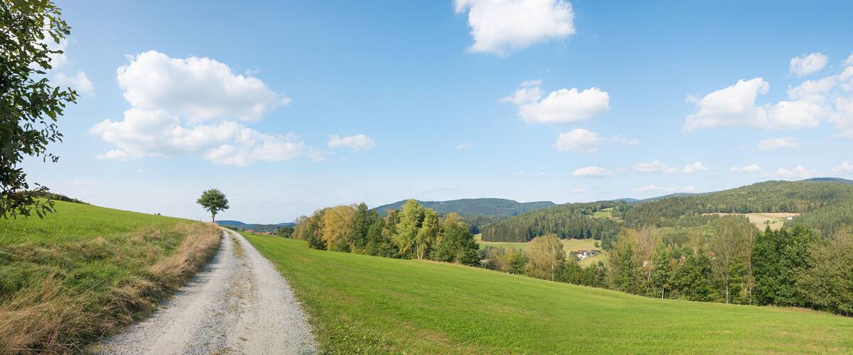 A rural landscape with a gravel path, green fields, and scattered trees.