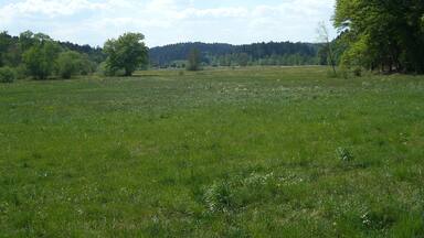 A grassy field with scattered trees and a forested hill in the background.