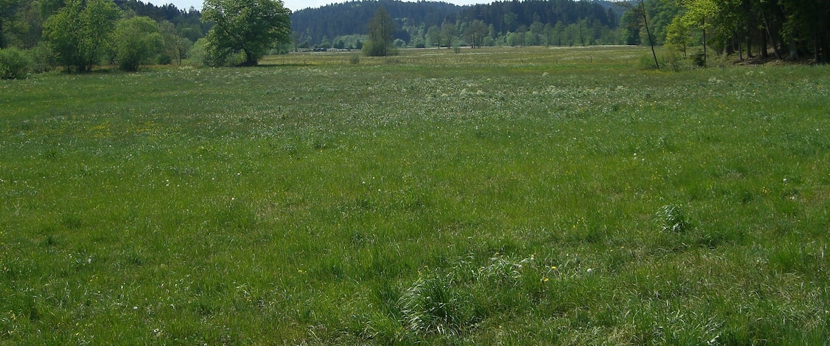 A grassy field with scattered trees and a forested hill in the background.