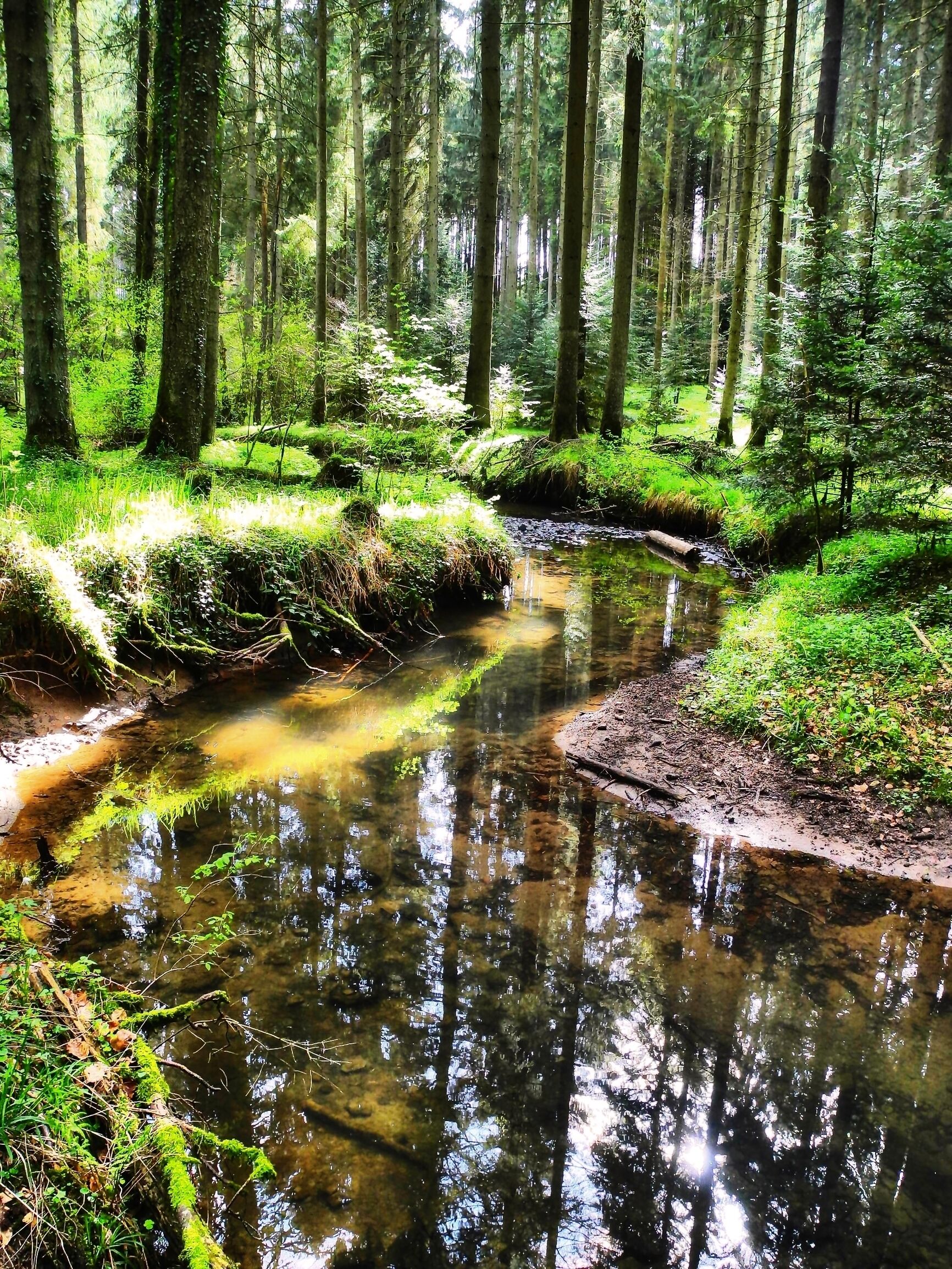 Der Wald hinter dem Eisenbachsee. Welzheimer Wald. Landschaftsschutzgebiet Welzheimer Wald mit Leintal, Naturpark Schwäbisch-Fränkischer Wald