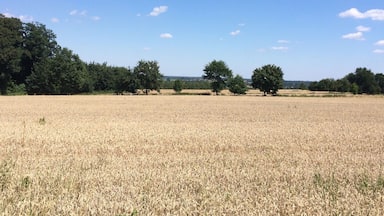 A wheat field with trees and a clear blue sky.