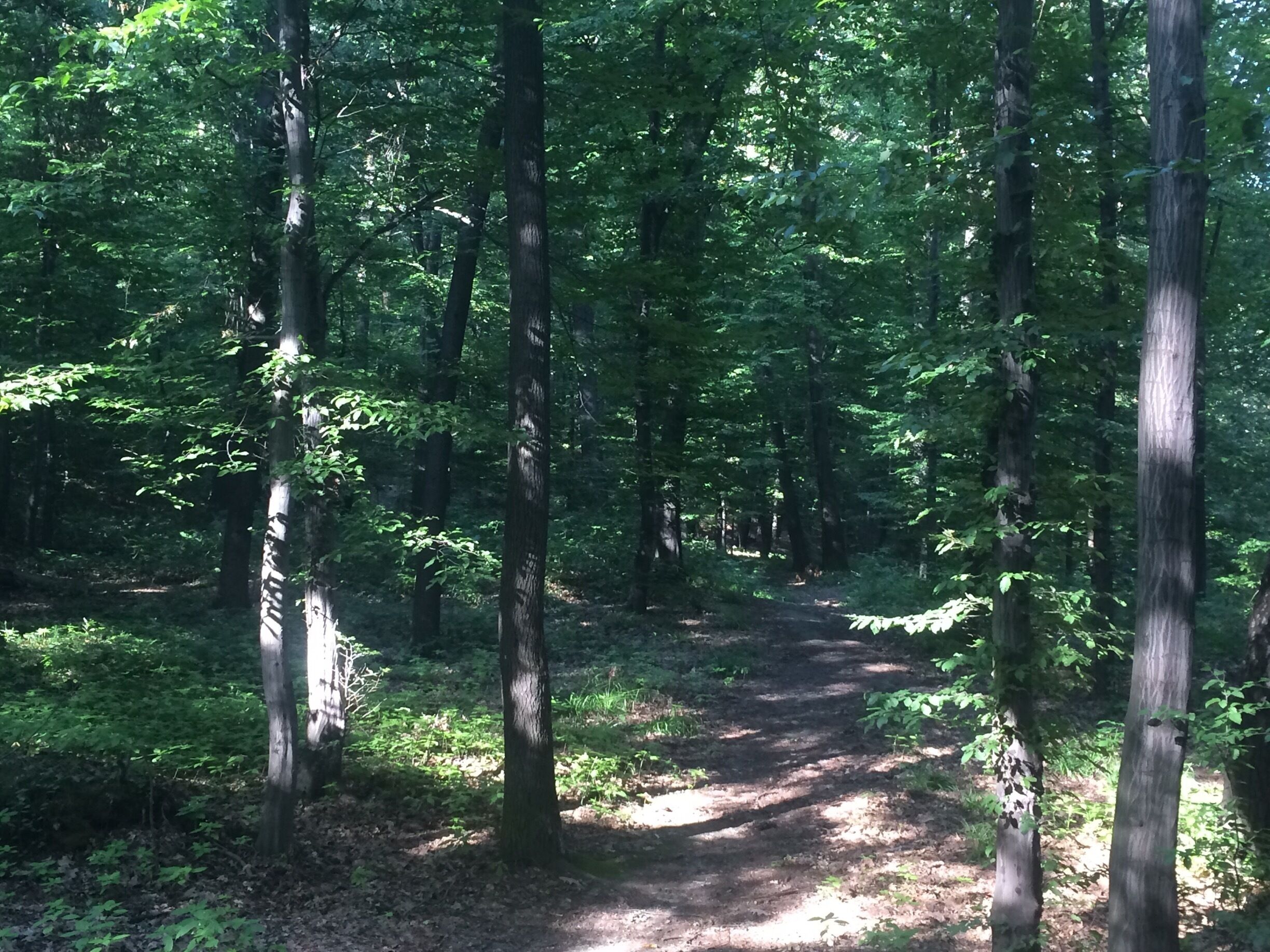 A walk in the woods
#peace #woods 