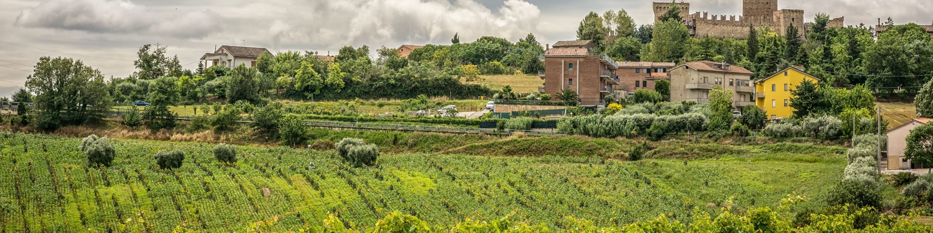 rural summer landscape with vineyards and olive fields near Porto Recanati in the Marche region, Italy