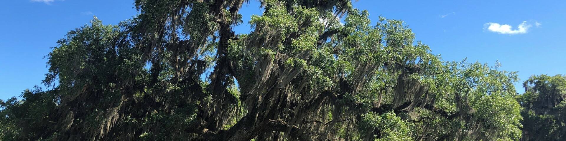 A large tree with extensive moss coverage and a clear blue sky.