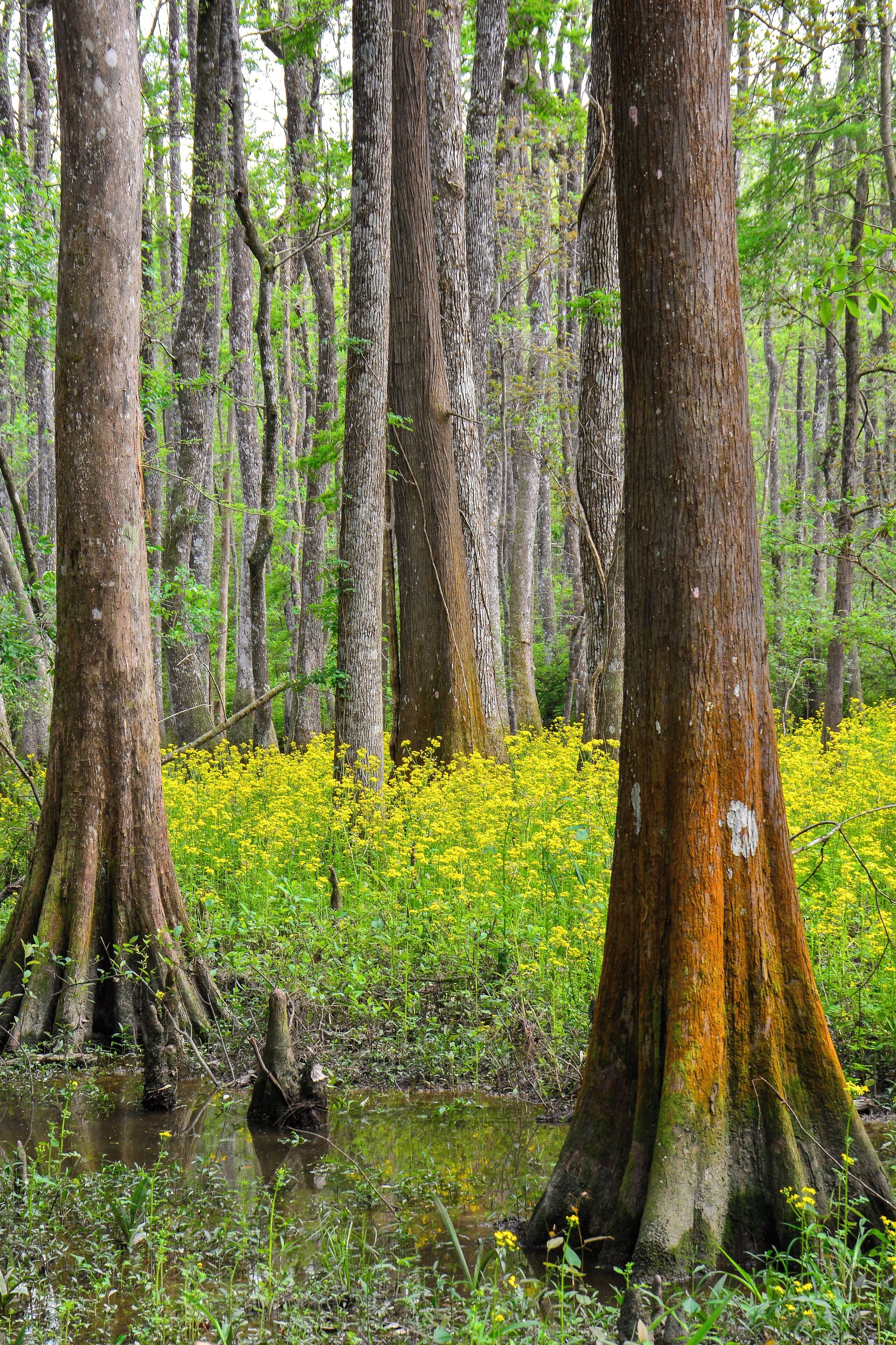 Cypress and spring blooms, Mandeville, La.
