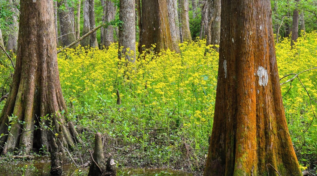 Cypress and spring blooms, Mandeville, La.