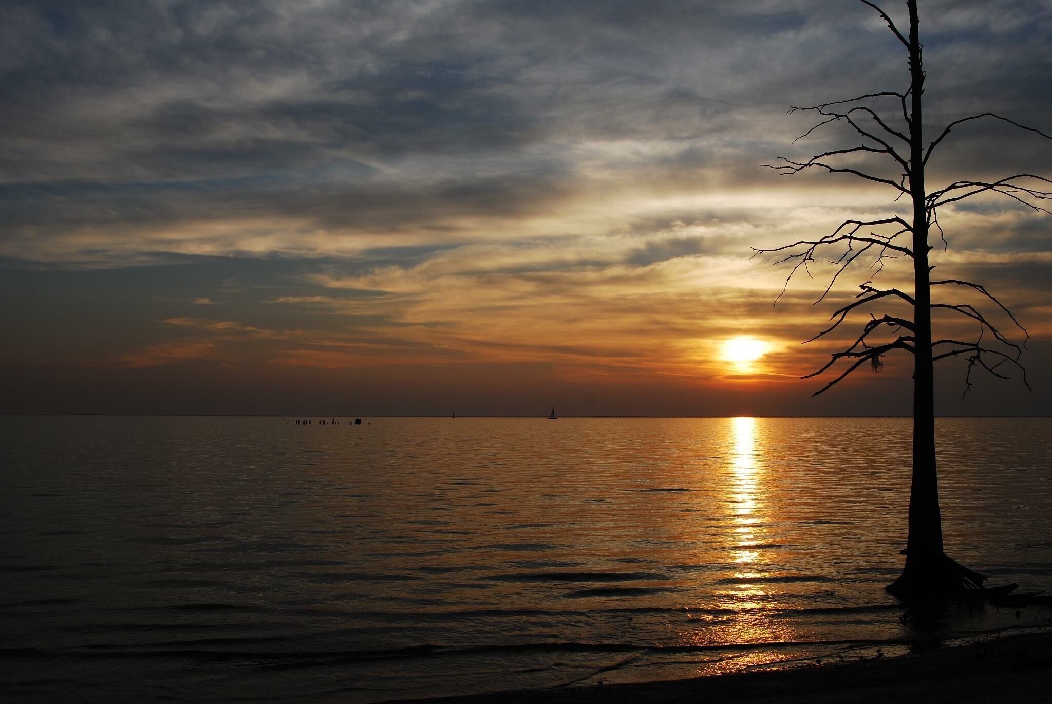 Un atardecer sobre un mar tranquilo con la silueta de un árbol deshojado.