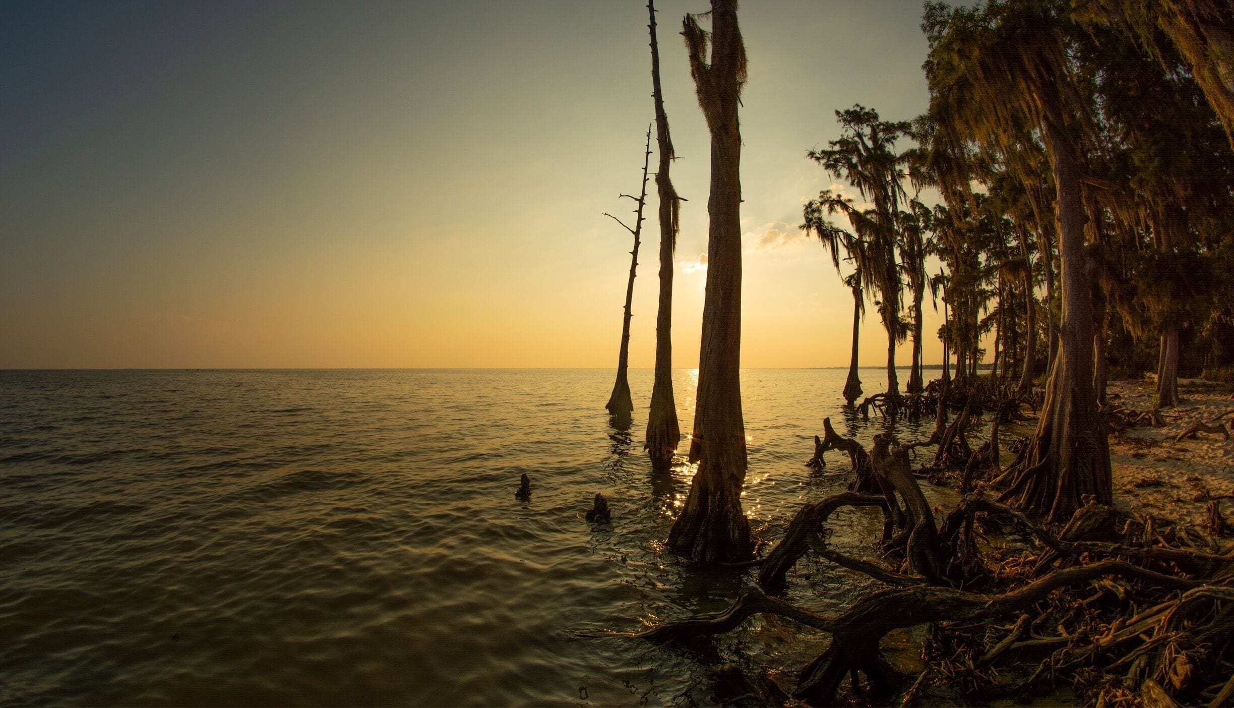 A sunset over a calm sea with dead trees and palm trees silhouetted against the sky.