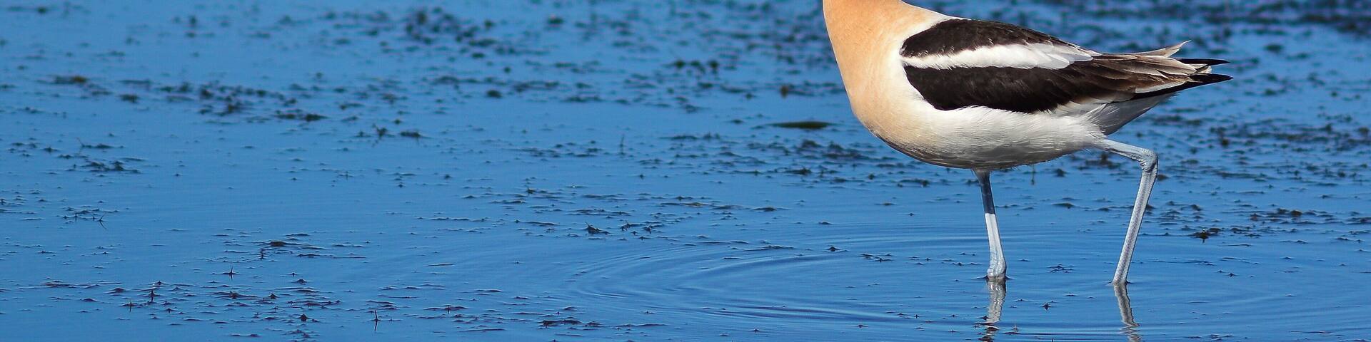 American Avocet, Lakefront, Mandeville, La.
