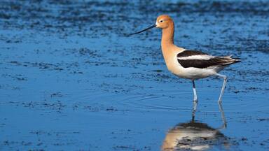 American Avocet, Lakefront, Mandeville, La.