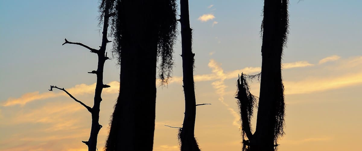 Old cypress trees and lake at sunset, Fontainebleau State Park, Mandeville, La.