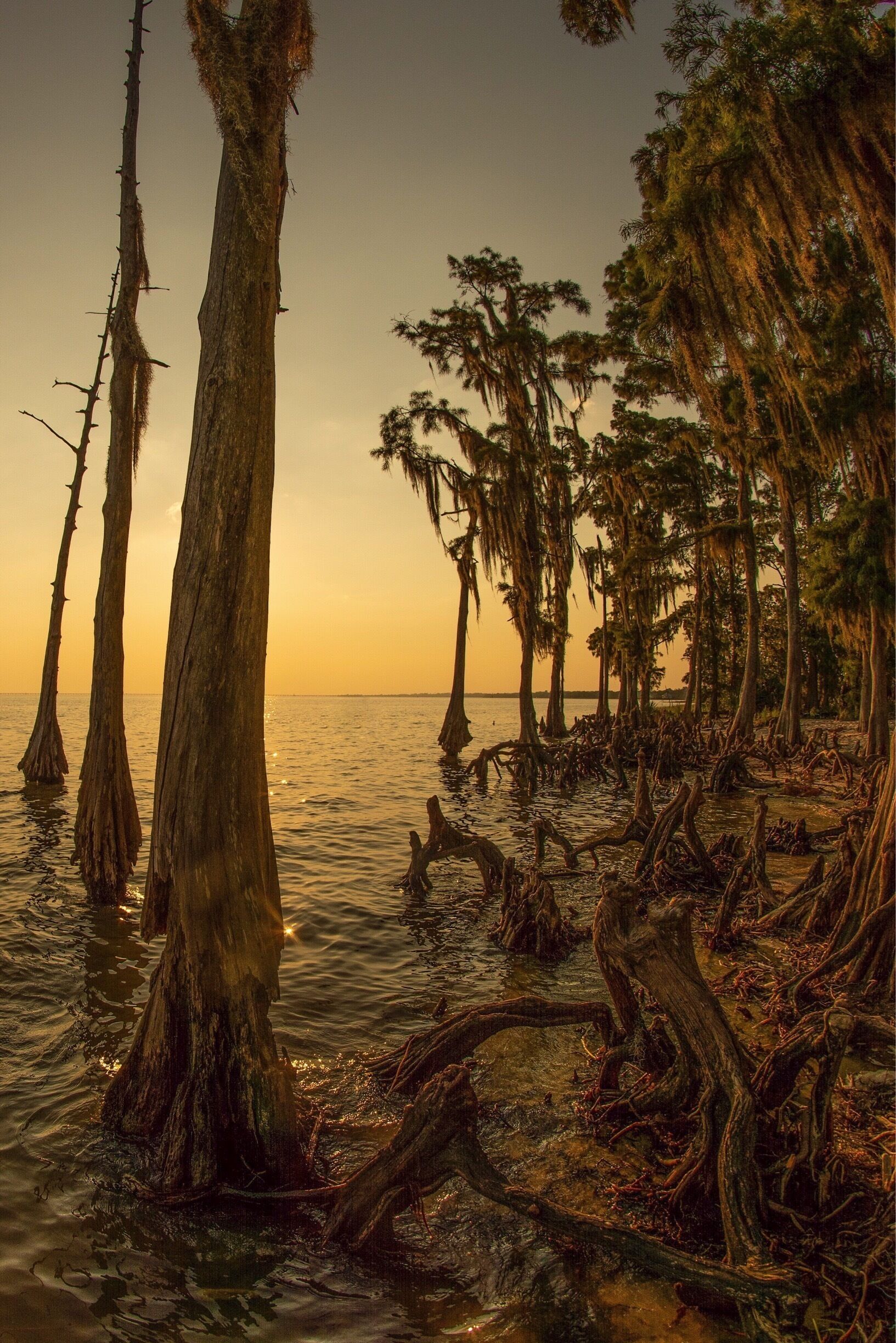 A sunset over a swamp with tall, dead trees and water.