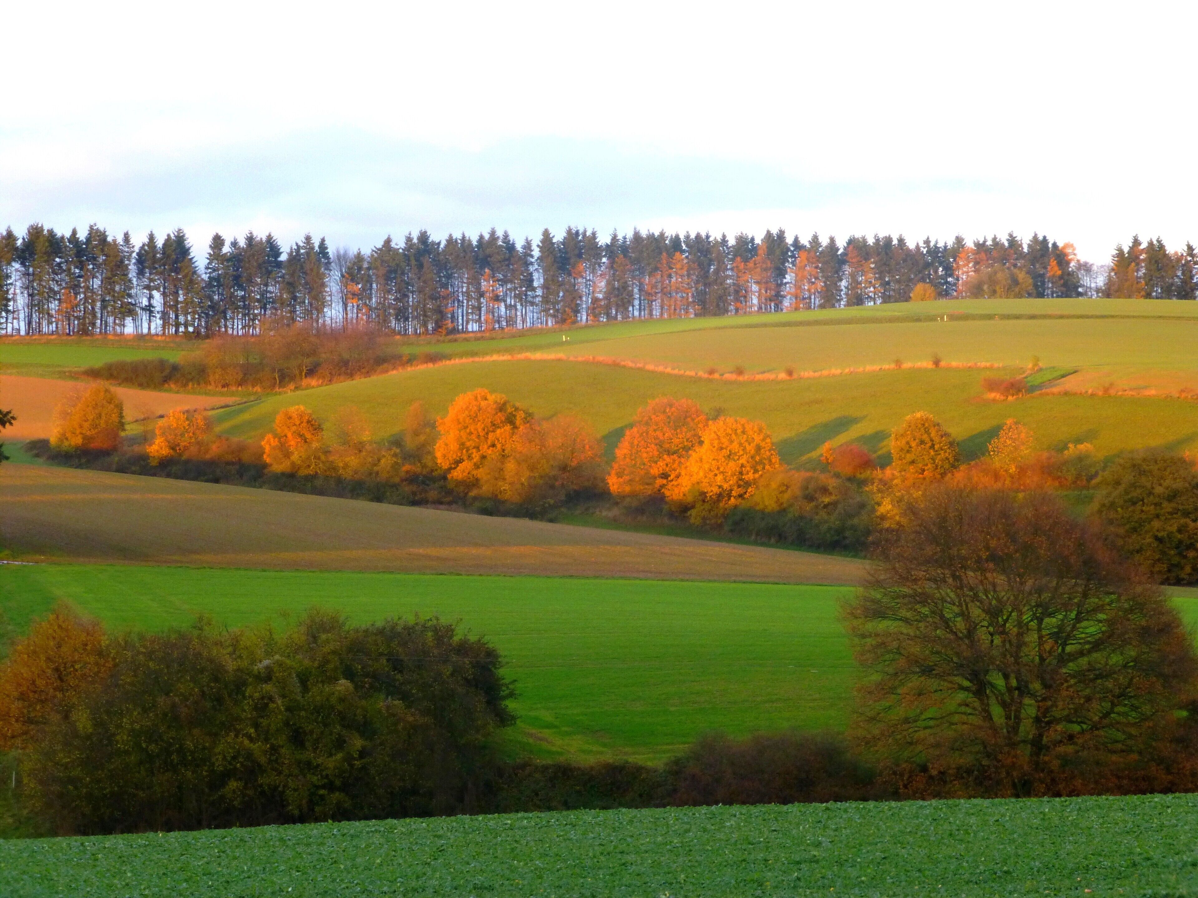 Rolling green fields, autumn-colored trees, and a line of evergreen trees in the background.
