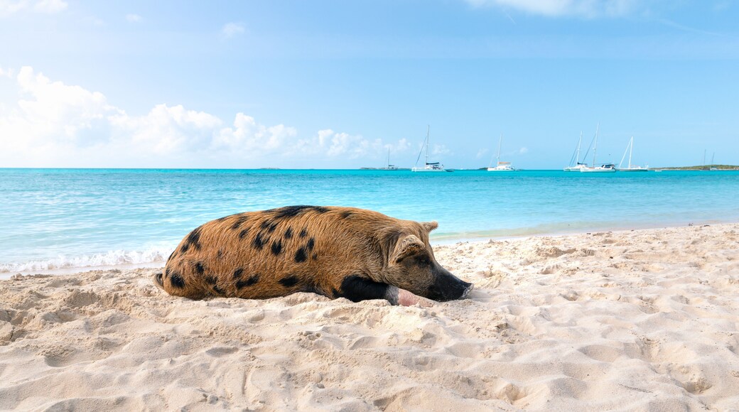 Swimming Pigs in the Water at Pic Beach, Exuma Bahamas (Black Point)