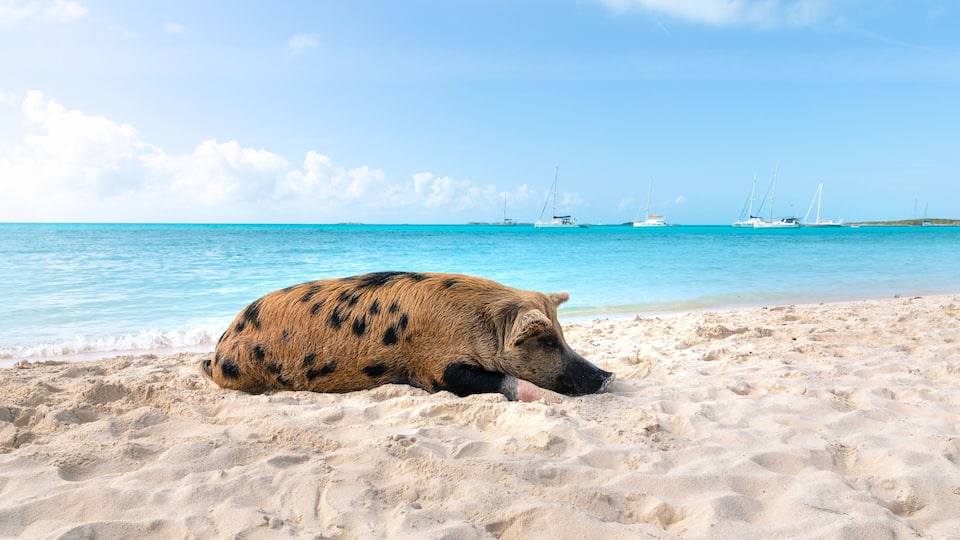 A boar on a sandy beach with a clear blue sea and sailboats in the background.