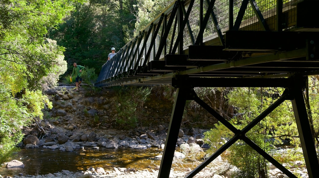 Lake St Clair National Park