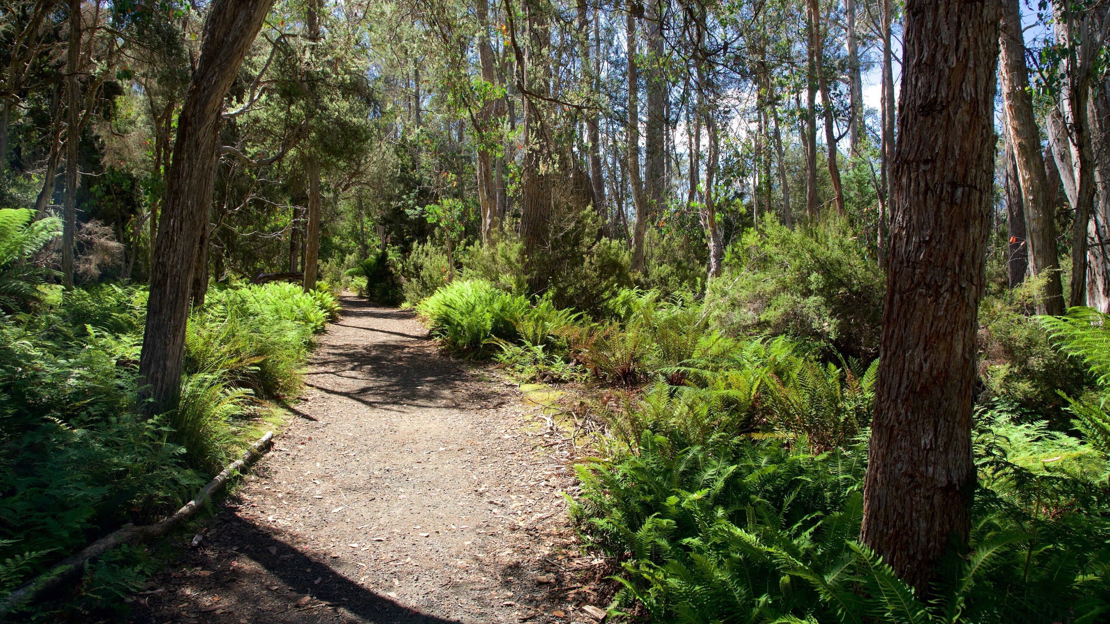 Lake St Clair National Park