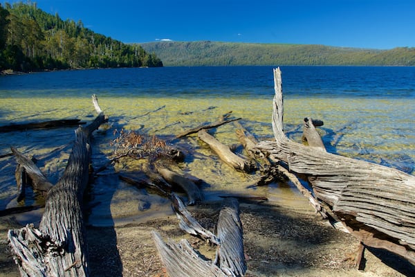 Lake St Clair National Park