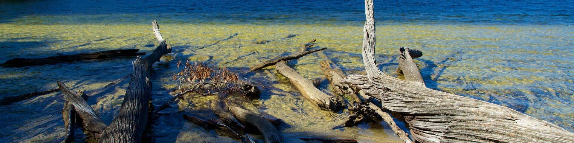 Lake St Clair National Park das einen See oder Wasserstelle und Sumpfgebiet