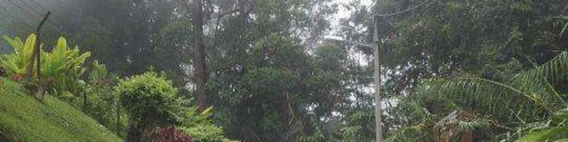 A narrow, wet road surrounded by lush greenery and trees.