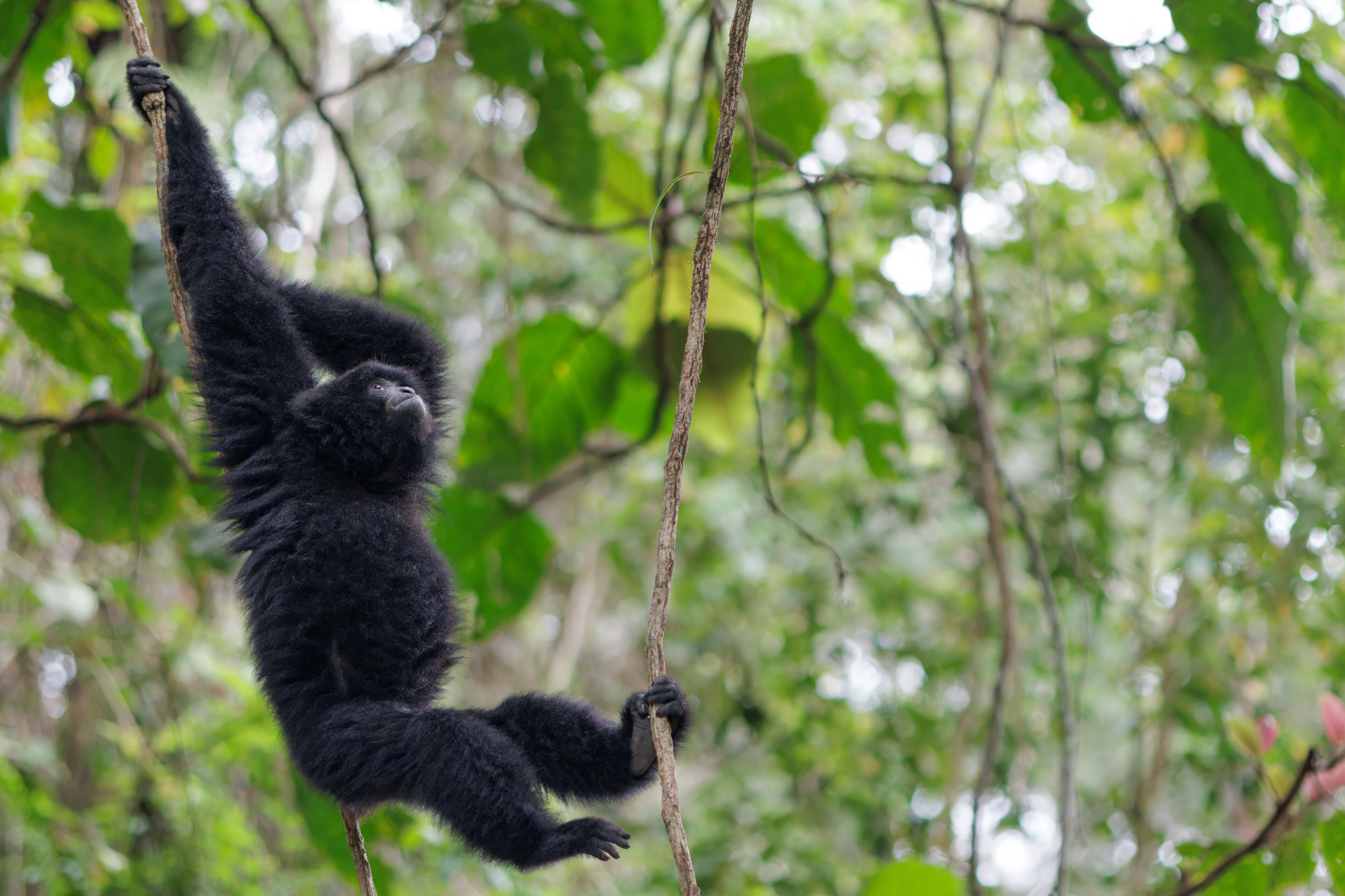 Wild Siamang gibbon in Malaysia jungle