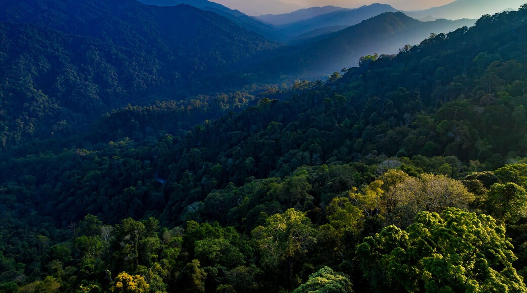 A lush green forest with a mountain range in the background