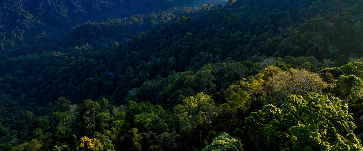 A lush green forest with a mountain range in the background