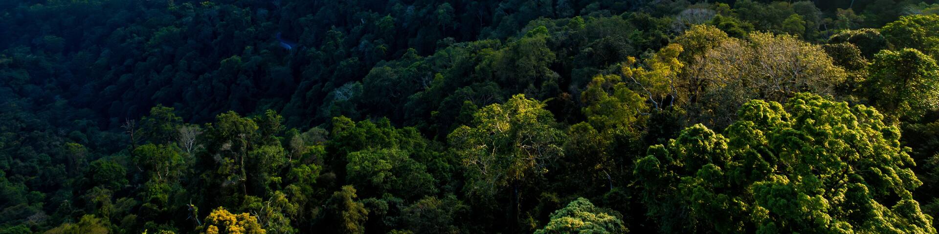 A lush green forest with a mountain range in the background