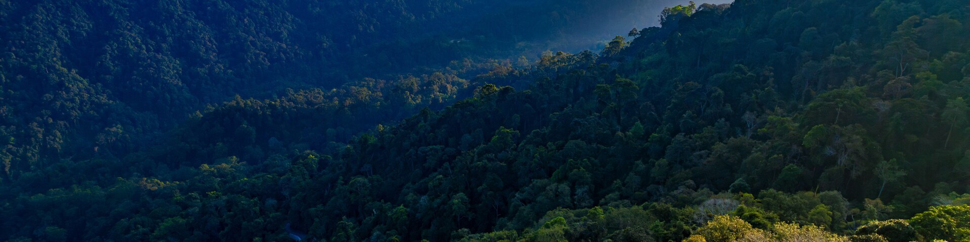 A lush green forest with a mountain range in the background