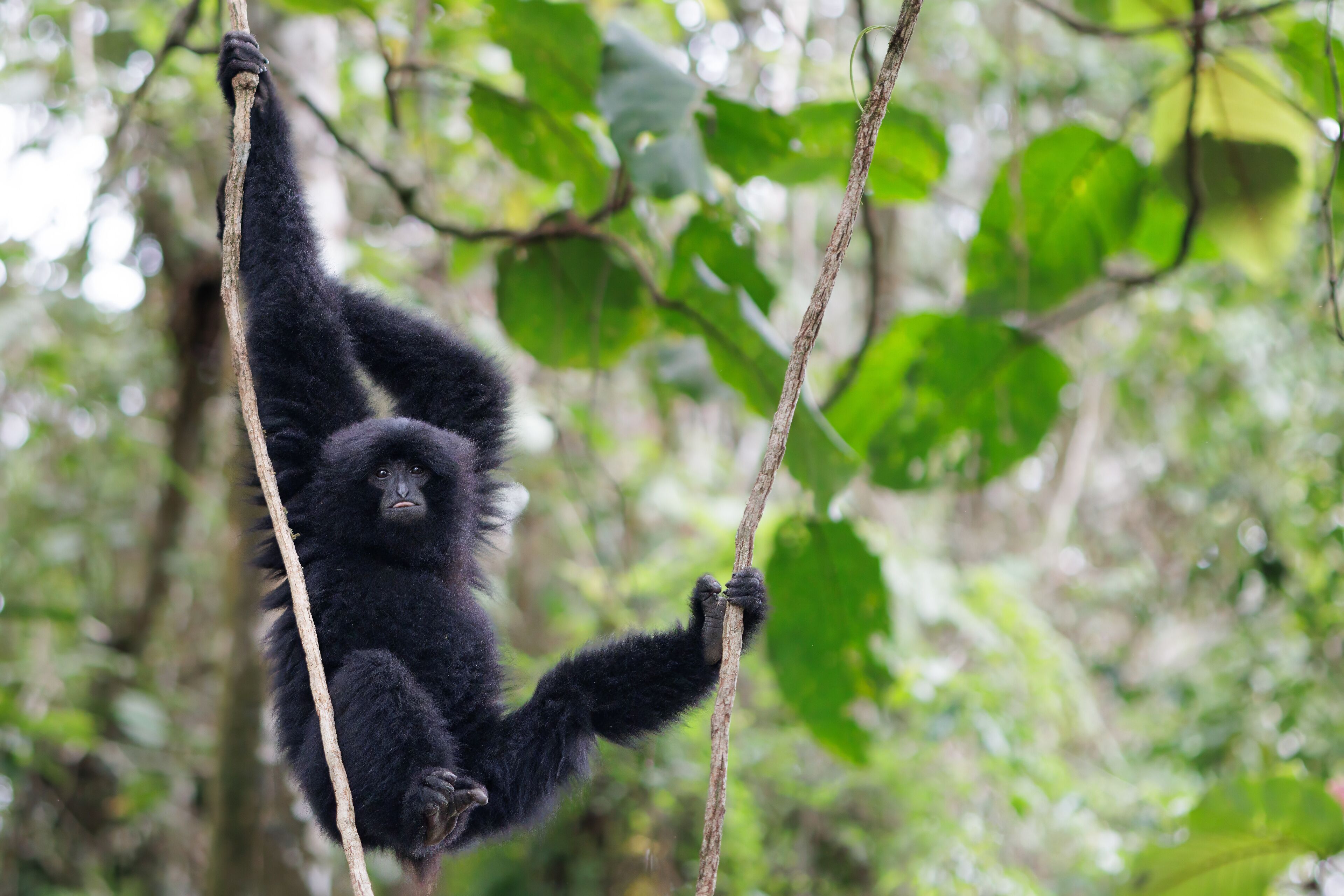 Wild Siamang gibbon in Malaysia jungle