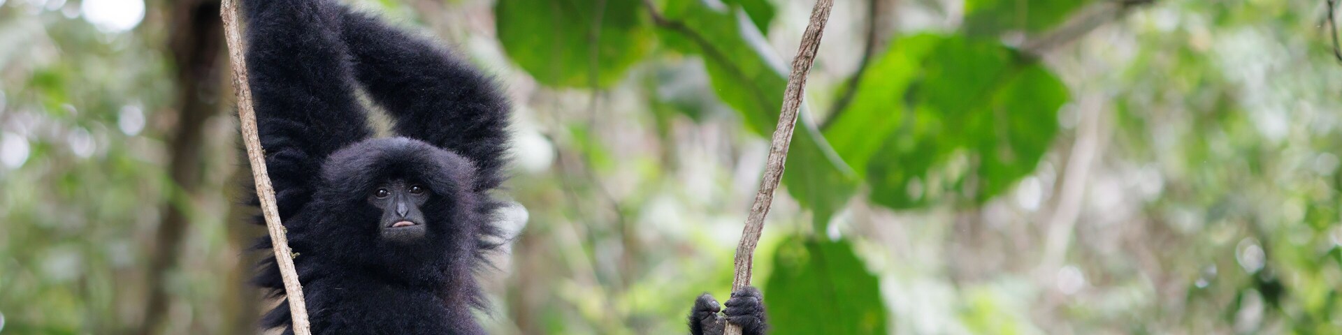 Un mono negro colgado de una rama de árbol en un bosque.