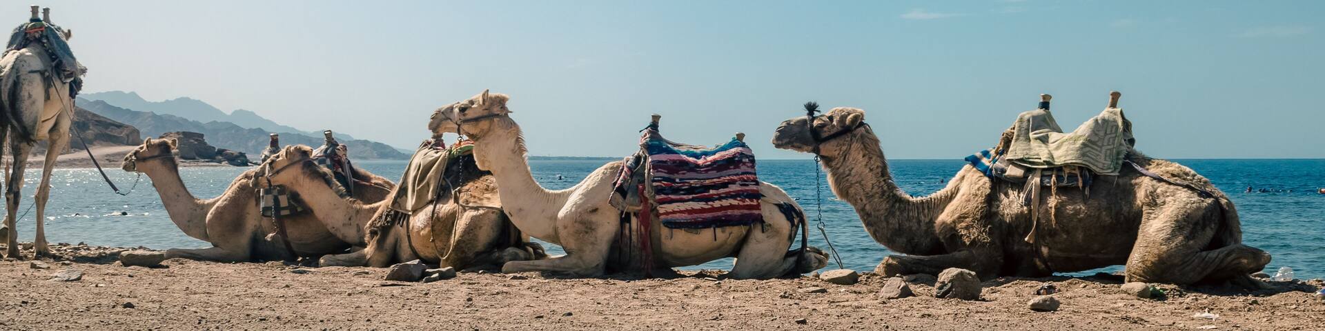 caravan lying camels in desert of Egypt Dahab Blue Hole South Sinai