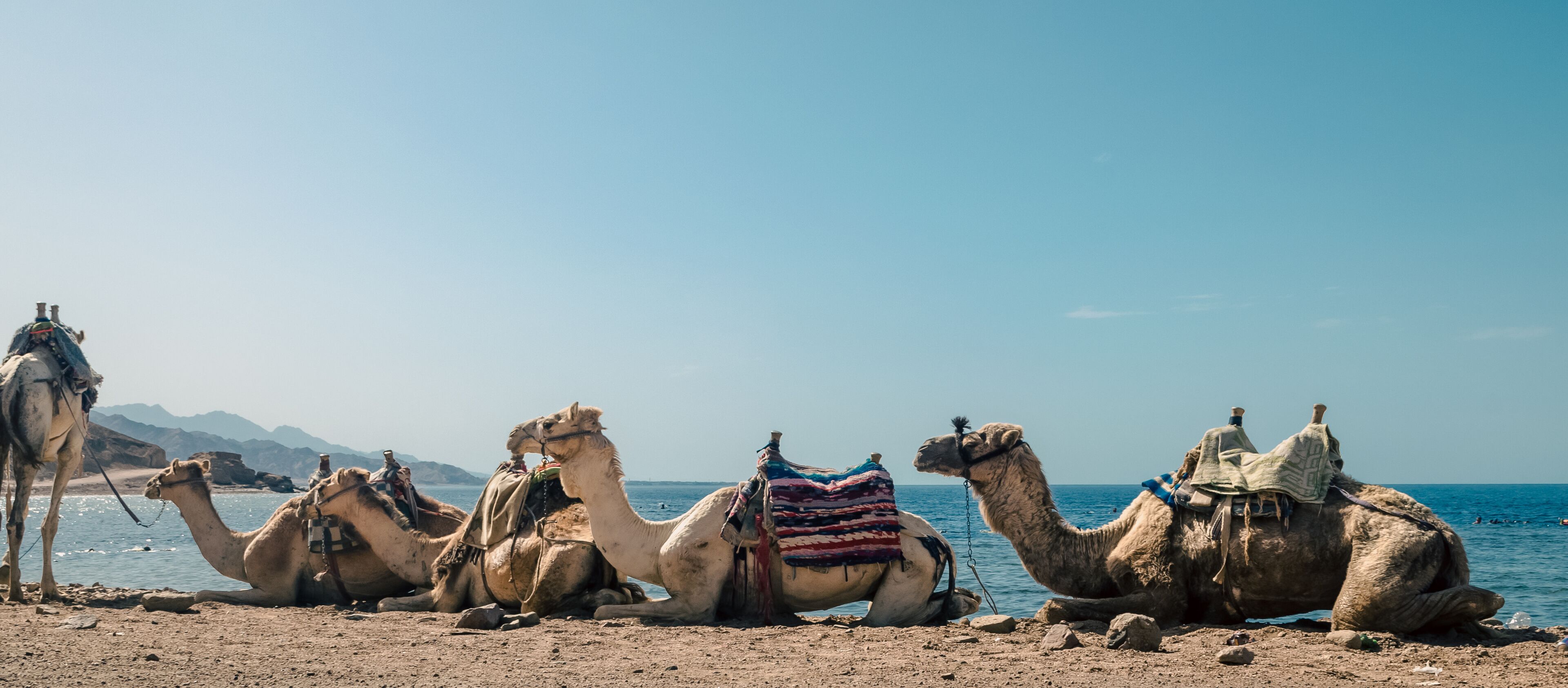 Camels resting by the sea with mountains in the background.