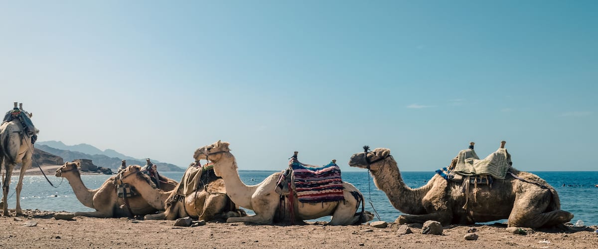 Camels resting by the sea with mountains in the background.